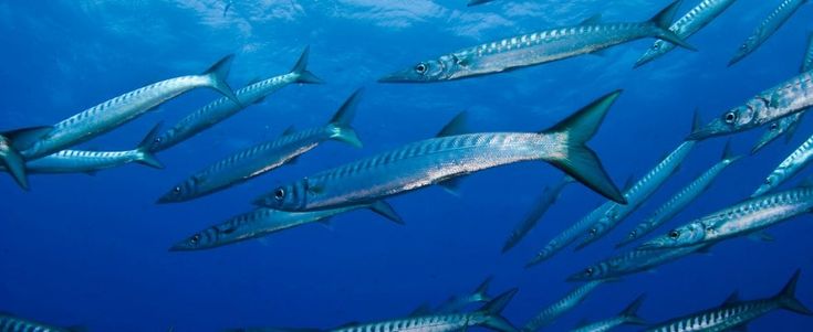 #Underwater: con il Wwf balene e tartarughe nuotano in città a Milano