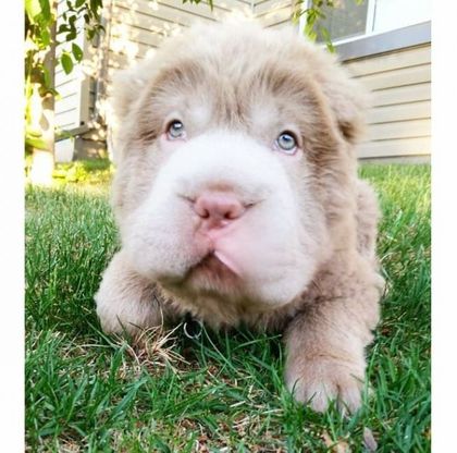 Tonkey, il cucciolo che sembra un peluche nuova star di Instagram