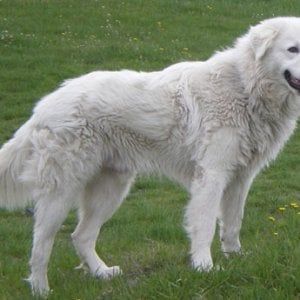 Biella: disturba i ladri, cane ucciso a bastonate in una cascina