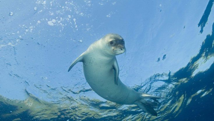 Sicilia, avvistata una foca monaca al largo di Brucoli, nel Siracusano 
