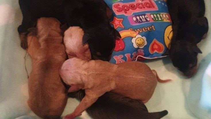 Gettano cuccioli appena nati chiusi nei sacchetti tra i rovi: otto sopravvivono, uno è morto