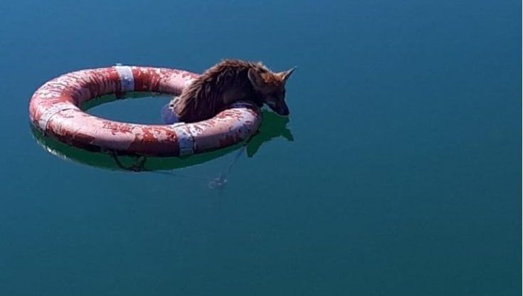 La volpe cade nel lago artificiale e si aggrappa al salvagente: soccorsa dai vigili del fuoco
