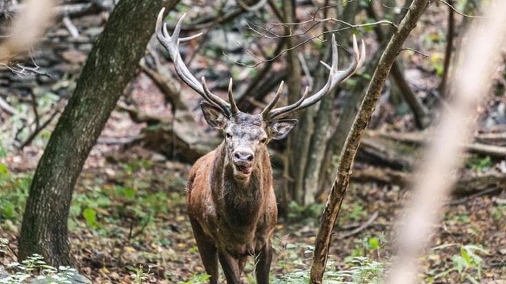 Elicotteri in quota per la caccia ai cervi, l’Ue chiede chiarimenti sul Piemonte