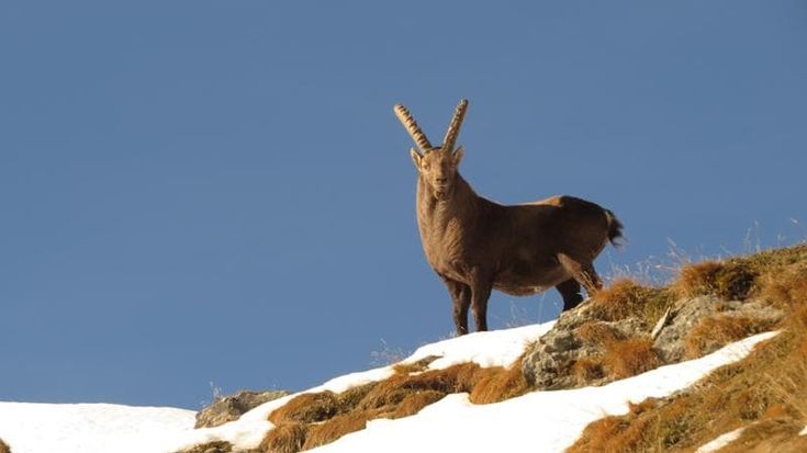 Stambecchi innamorati del Monviso: mai così tanti intorno al Re di Pietra