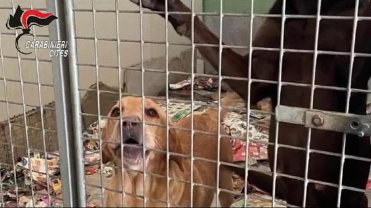 La “fabbrica dei labrador” era a Chivasso: cuccioli malati con pedigree falsi, sei denunciati