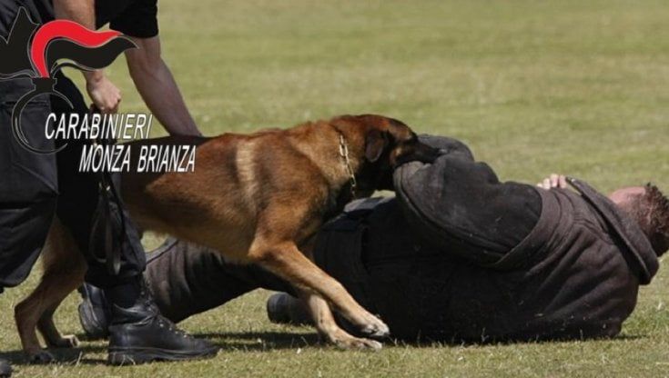 Un negozio della droga tra i boschi della Brianza: il fiuto dei cani investigatori Ocsi e Harry nel blitz dei carabinieri