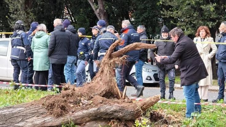 Super perizia sugli alberi: “Le radici di quelli morti infettano le piante sane”