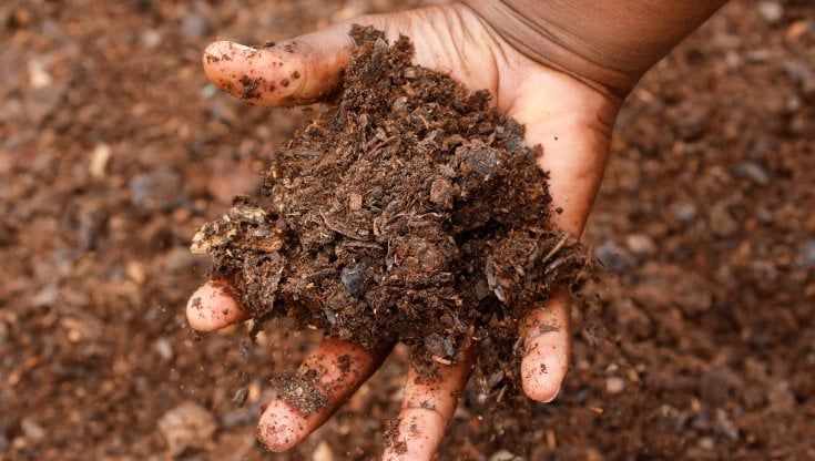 Agricoltura, ora scarseggiano i concimi industriali. Torna in auge il letame