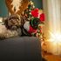 Attenti al cucciolo sotto l'albero