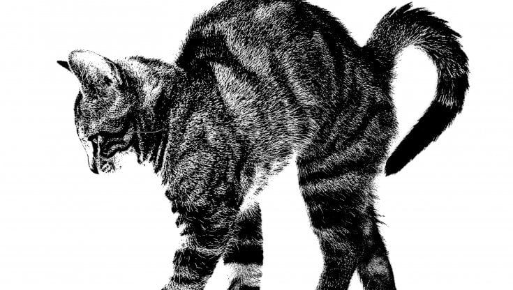 Il paradosso del gatto di Schrodinger