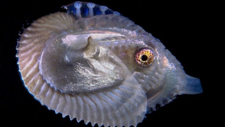 L'argonauta è il mollusco dell'anno