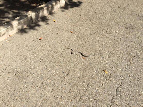 Bari, c'è un serpente a spasso in pieno centro