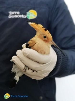 Torre Guaceto offre riparo a un'upupa ferita: "Tornerà a volare e noi ad apprezzare la bellezza del mondo"