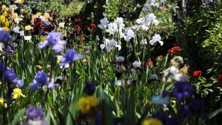 Riapre il Giardino dell'Iris con un omaggio alla regina esule a Firenze, "Giusta fra i popoli"