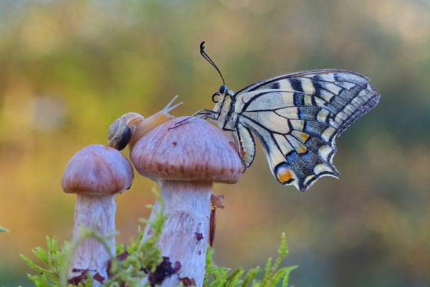 La farfalla, la lumaca e il fungo: il microcosmo lungo il Sele sa di meraviglia