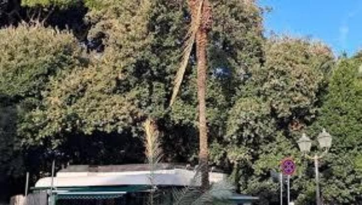 Allarme palme, 100 sono malate, controlli anche sulle altre 900