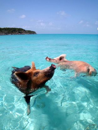 Addio fango, ora c'&egrave; ''Pig Beach'': l'isola dei maiali felici