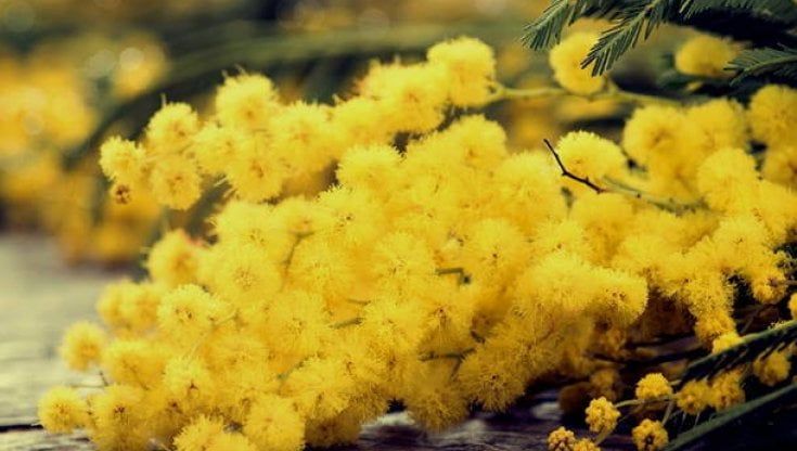 Parma, la municipale sequestra le mimose "abusive"