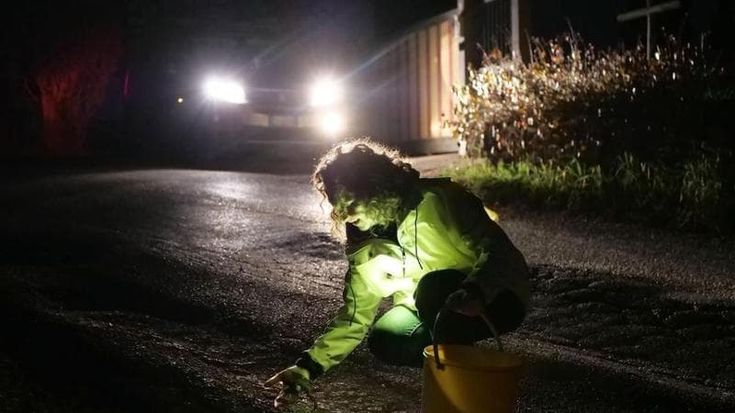 Riparte Operazione Bufo bufo, ad Arezzo volontari in strada per salvare i rospi in amore