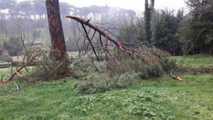 Roma, Villa Celimontana chiusa per storni. I sopravvissuti ai botti di Capodanno l'hanno scelta come nuova casa