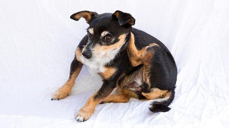 Accoltellò al collo una donna perché il cane abbaiava troppo, condannato a 4 anni