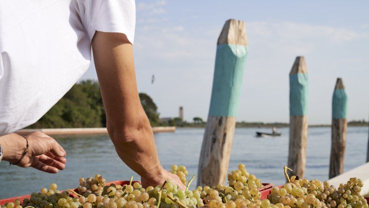 Da Venissa alla vigna urbana: tutta la Venezia del vino