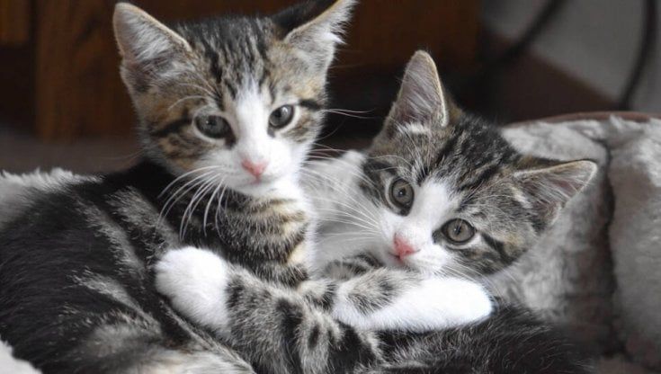 Troppi gattini abbandonati, il Comune di Parma organizza un corso per balie
