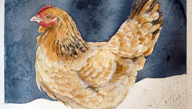 La saggezza della gallina nel romanzo di Jackie Polzin 