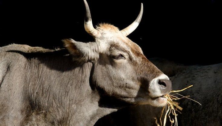 Il Mercato della Terra di Slow Food arriva in Calabria