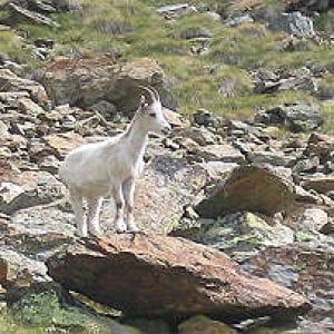 Avvistato in Val d'Aosta uno stambecco bianco con un piccolo