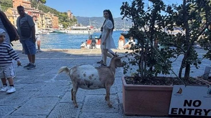 Una capretta in piazzetta a Portofino