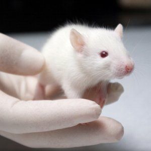 Studio: sostanze tossiche per l'uomo, "i test sugli animali non servono"