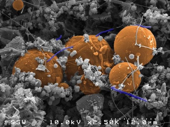 Nella 'pancia' della Terra: batteri zombie e altre forme di vita millenarie