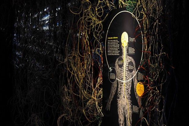 Brain, la mostra a Milano<br />"Il cervello: istruzioni per l'uso"