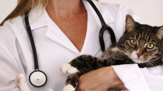 Veterinaria, online i risultati del test di ammissione