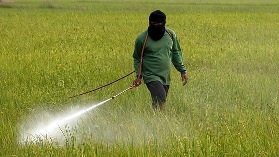 L'Europa frena sull'erbicida che divide gli scienziati, ora l'impasse è politico