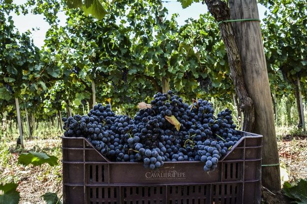 Un giorno in vendemmia alla Tenuta Cavalier Pepe