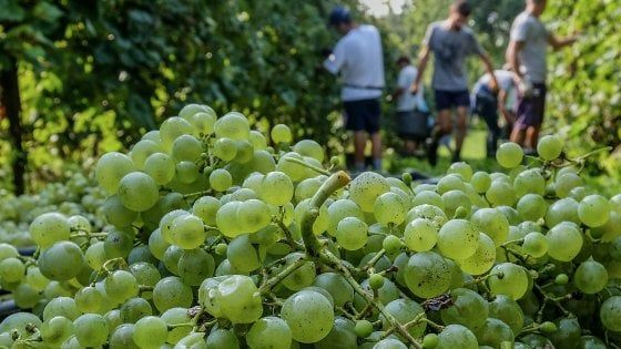 Vino, vendemmia 2020 vista in lieve calo ma l'Italia manterrà il primato mondiale 