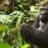 Un gorilla per amico, la sfida di Chloé Cipolletta