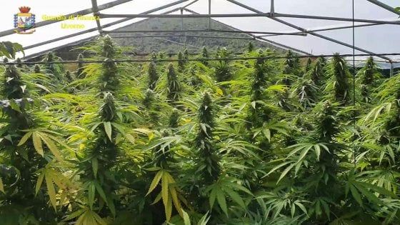 Lo chef livornese coltivava marijuana per 2,1 milione euro: tradito dal profumo 