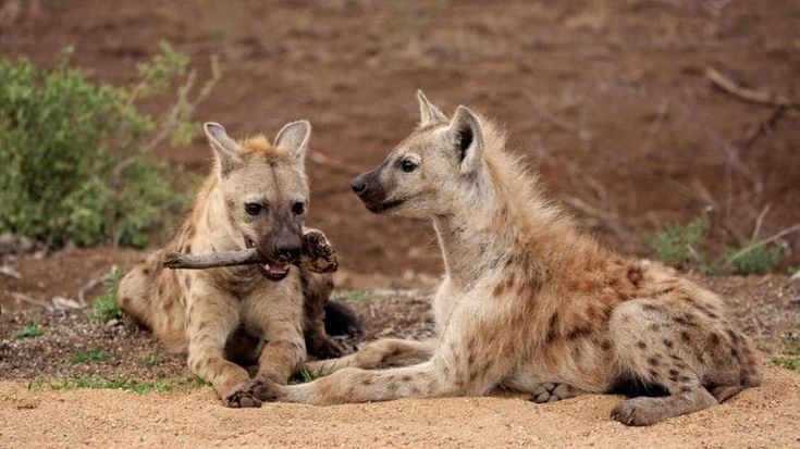 Animali: nei giochi di potere non vince sempre il più forte
