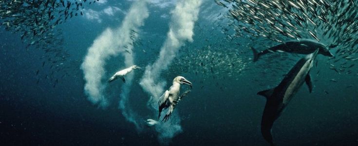 Se l’evoluzione è un tuffo con i delfini 