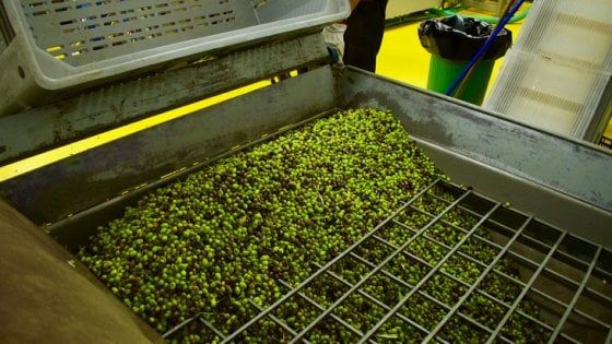 Olio extravergine italiano, è un anno negativo: i prezzi aumenteranno