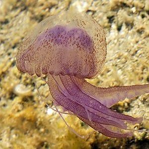 La scheda: antiche e sconosciute, il mistero delle meduse 