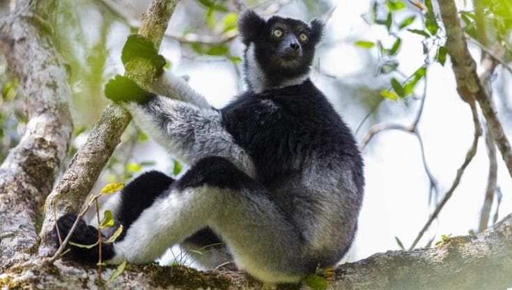 I lemuri sanno cantare come soprano
