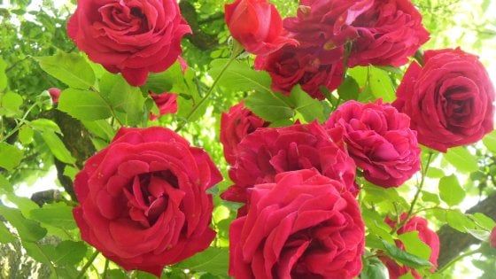 Chiusa Pesio, il "rifugio" delle rose salvate