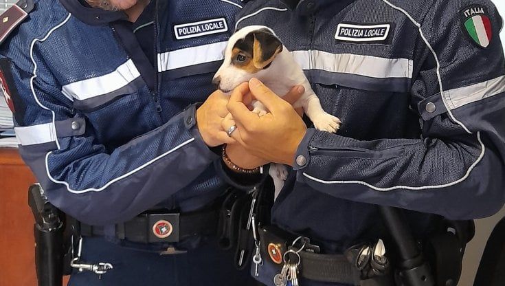 Il cagnolino Mosè appeso alla maniglia della porta dal suo padrone: "Così lo addestro". La polizia locale lo salva e denuncia l'uomo