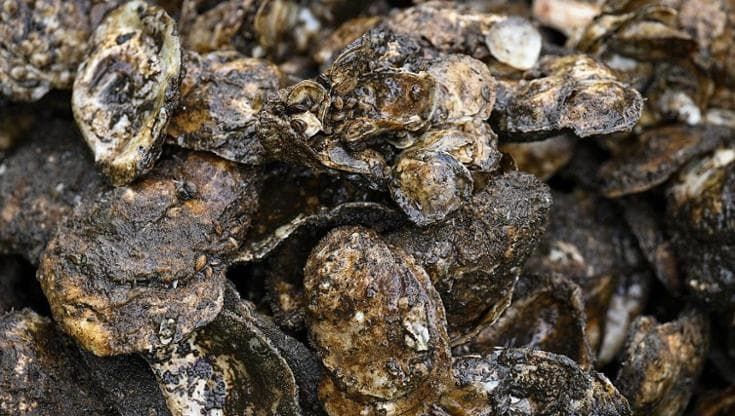 Il biodiesel del futuro è fatto con alghe e gusci d’ostrica