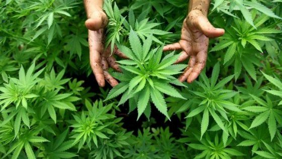 Si fuma ma non sballa: la marijuana legale ora è in commercio