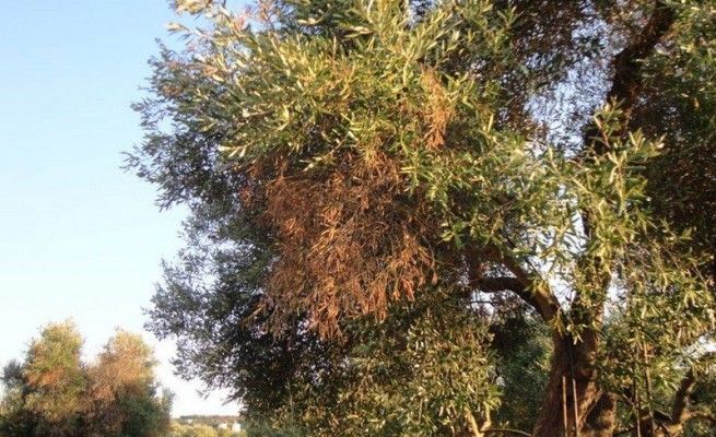 Batterio killer, Nardoni: "Vite immune,<br />faremo di tutto per salvare gli ulivi"